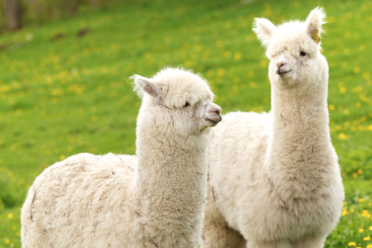 ALPACA PROJECT - アルパカプロジェクト